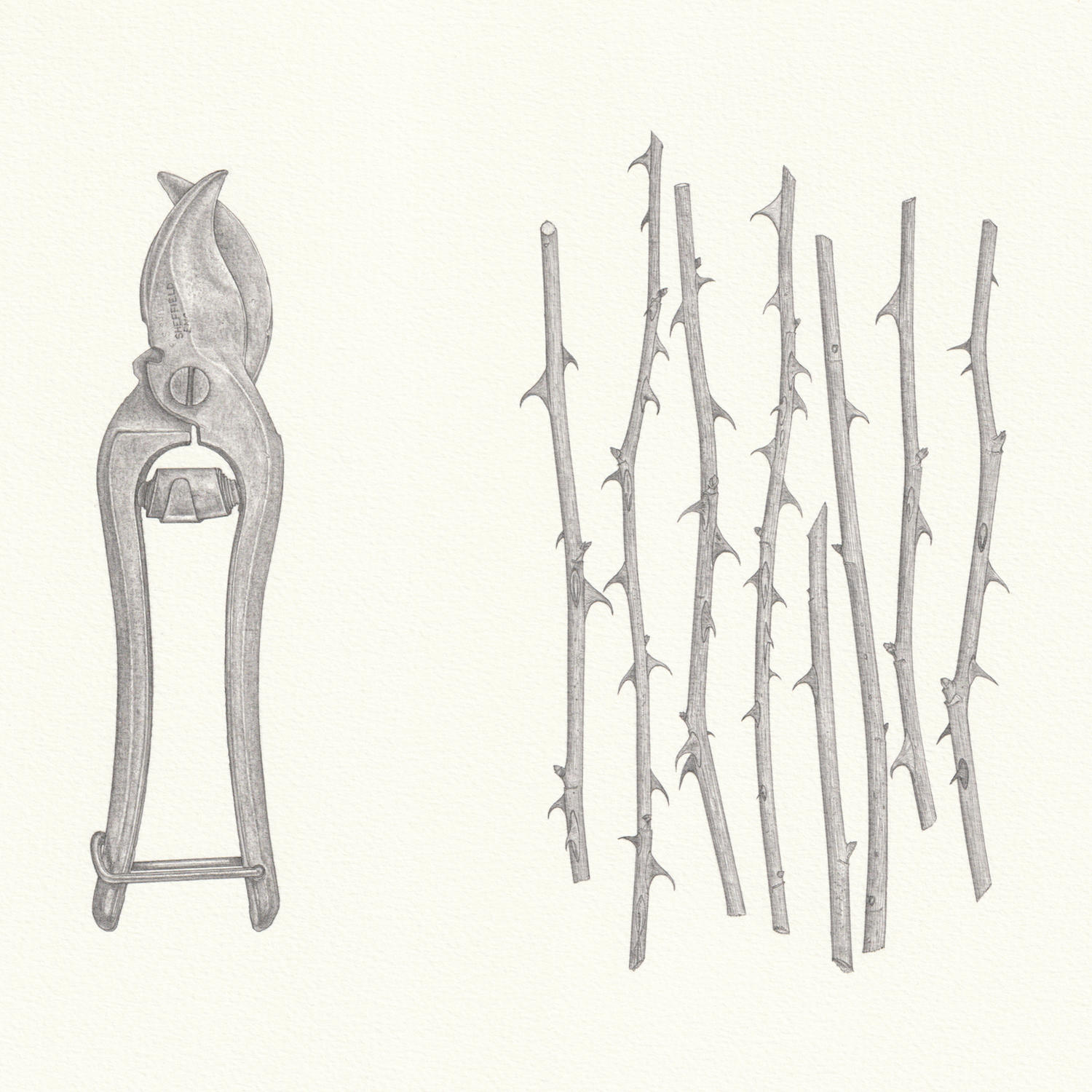 Grandfather's Parrot Beak Secateurs<br>(28 x 28 cm) pencil on paper